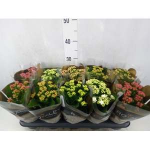 Kalanchoe blos. 'RoyalDon'   ..mix