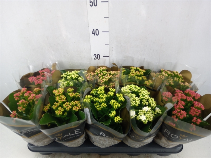 Kalanchoe blos. 'RoyalDon'   ..mix