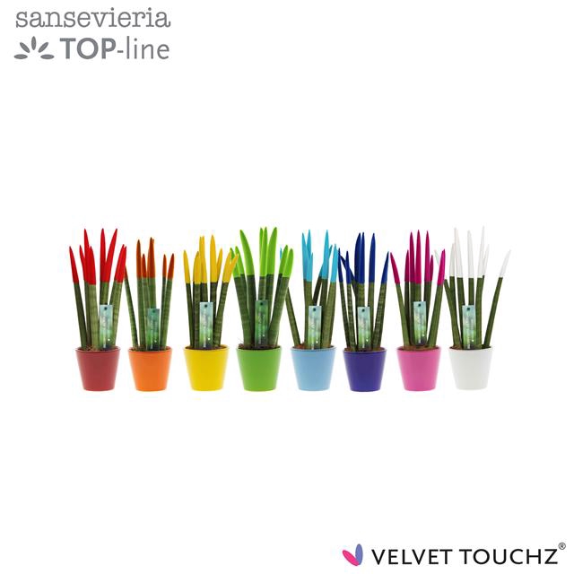 <h4>Sansevieria Velvet Touchz(r) Mix In</h4>