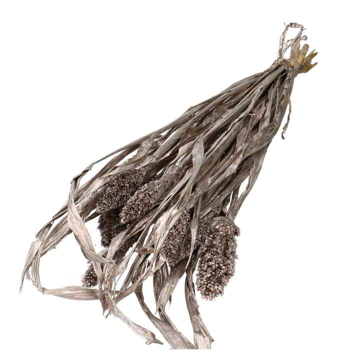 Dried flowers Sorghum 70cm