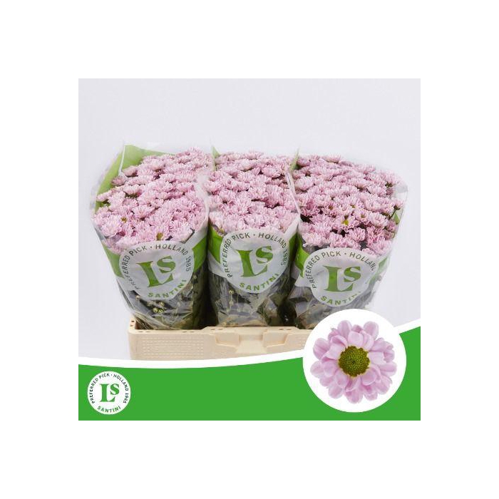 <h4>CHR S ROSSI PINK</h4>