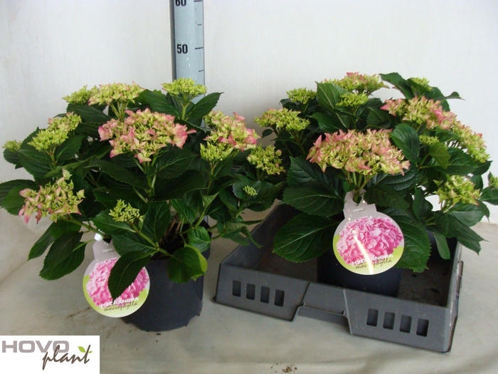 <h4>HYDR M EARLY</h4>