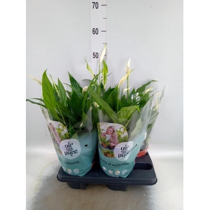Spathiphyllum  'Pearl Cupido'