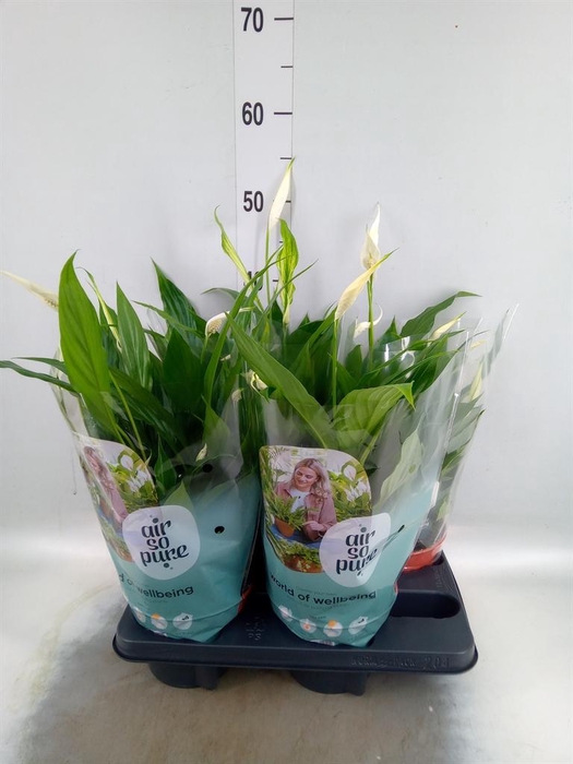 <h4>Spathiphyllum  'Pearl Cupido'</h4>