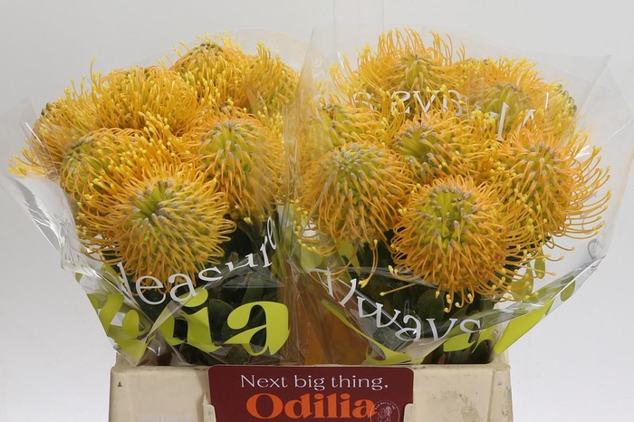 <h4>Nutans Haw Catherinae</h4>