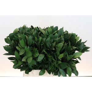 RUSCUS HYPOPHYLLUM