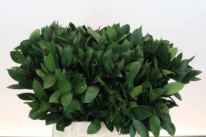 <h4>RUSCUS HYPOPHYLLUM</h4>