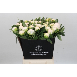 Paeonia Madame Claude Tain