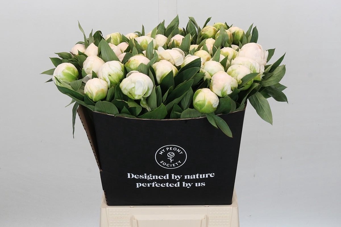 <h4>Paeonia Madame Claude Tain</h4>