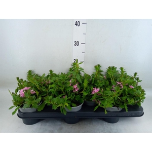 Scaevola aemula 'Surdiva Pink Blue'