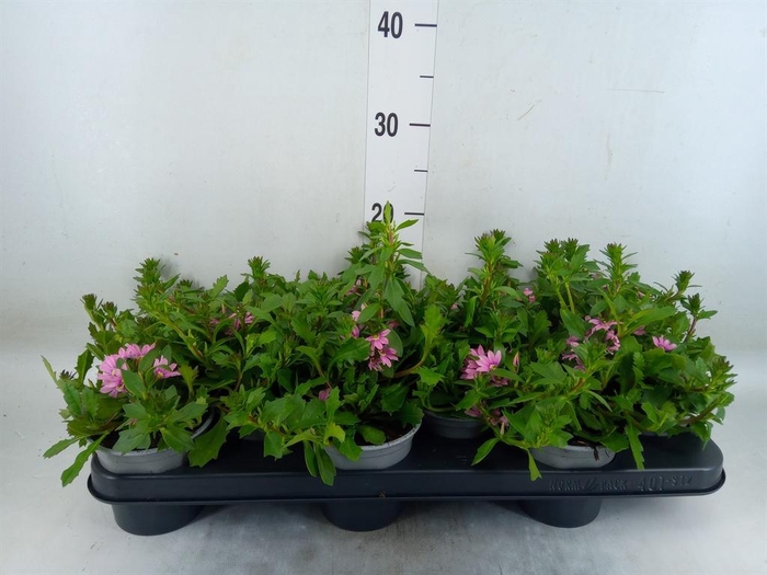 <h4>Scaevola aemula 'Surdiva Pink Blue'</h4>