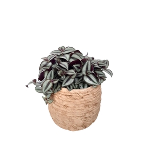 Arr.   Kamerplant Groen L%