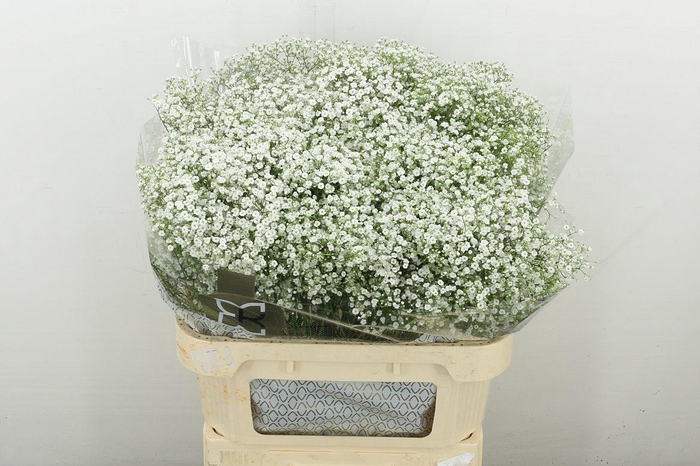 <h4>Gyps Pa Zi Discovery</h4>