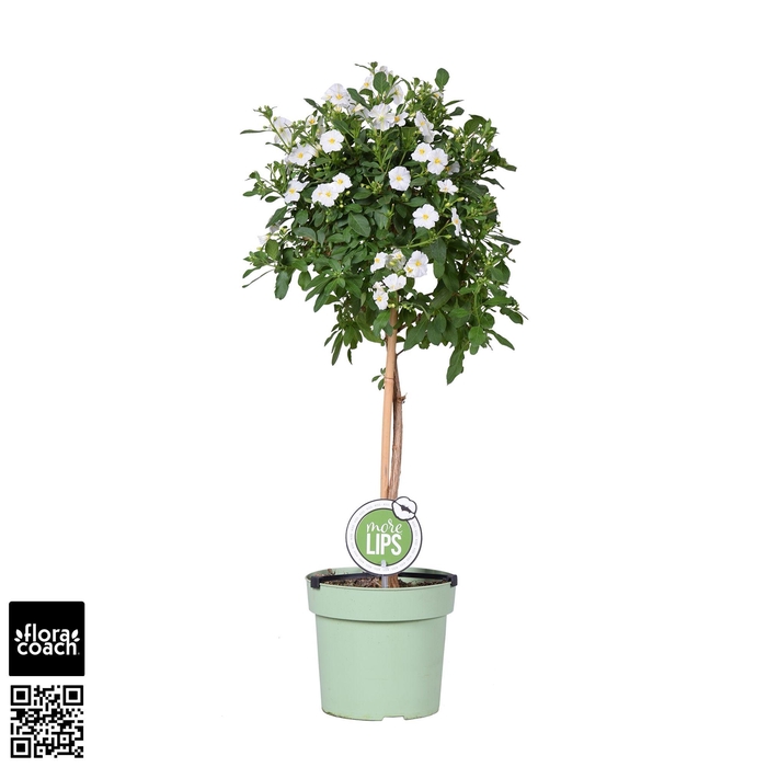 <h4>MoreLIPS® Solanum rantonettii 'Charles White' op stam</h4>