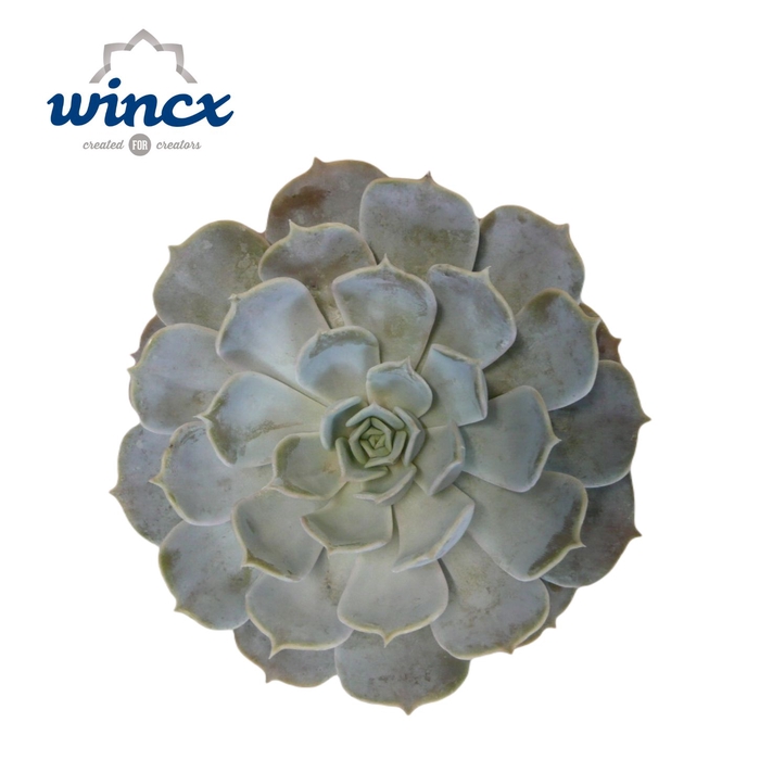 <h4>Echeveria Rinionii Cutflower Wincx-12cm</h4>