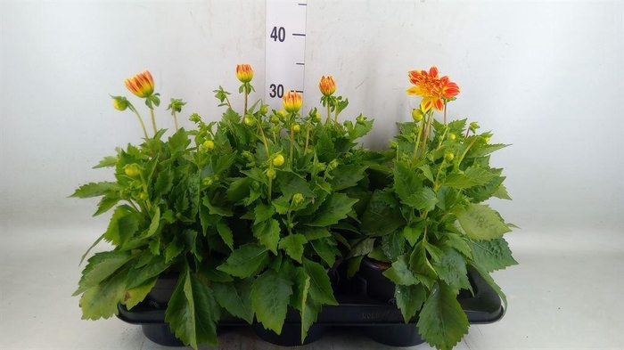 <h4>Dahlia DE 'Gallery Pablo'</h4>