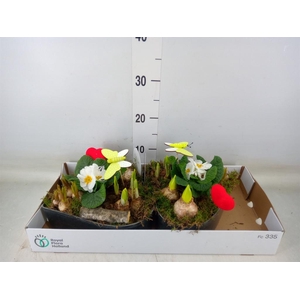 Arr.   Bol/Knolgewas L%