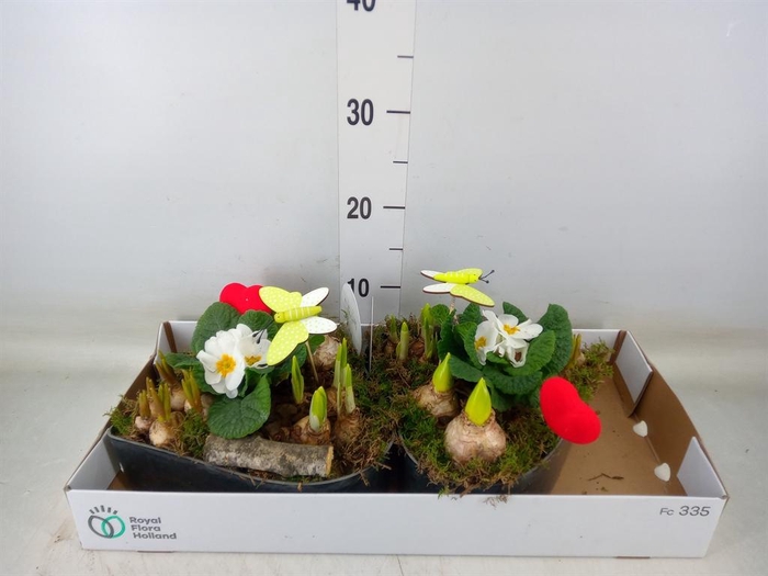 <h4>Arr.   Bol/Knolgewas L%</h4>