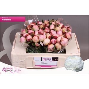 Paeonia Gardenia
