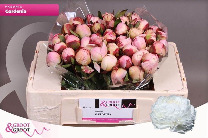 <h4>Paeonia Gardenia</h4>