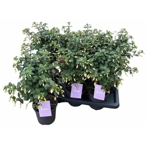 FUCHSIA MINIROSE