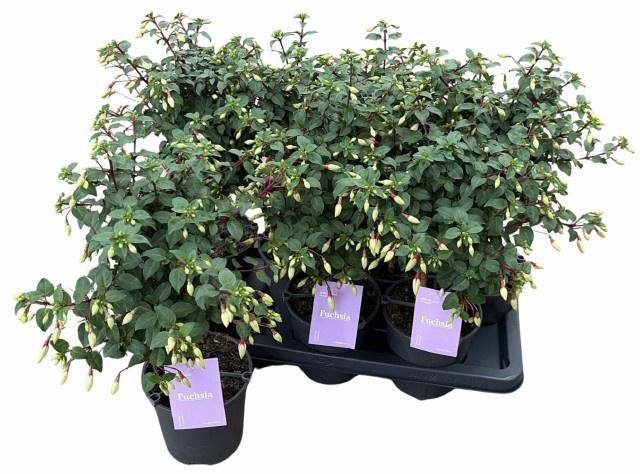 <h4>FUCHSIA MINIROSE</h4>