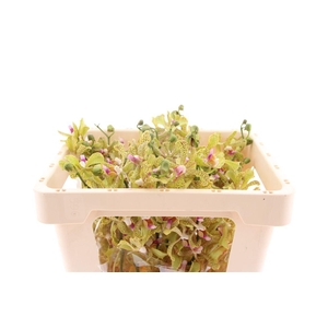 Mokara Galestine Green M