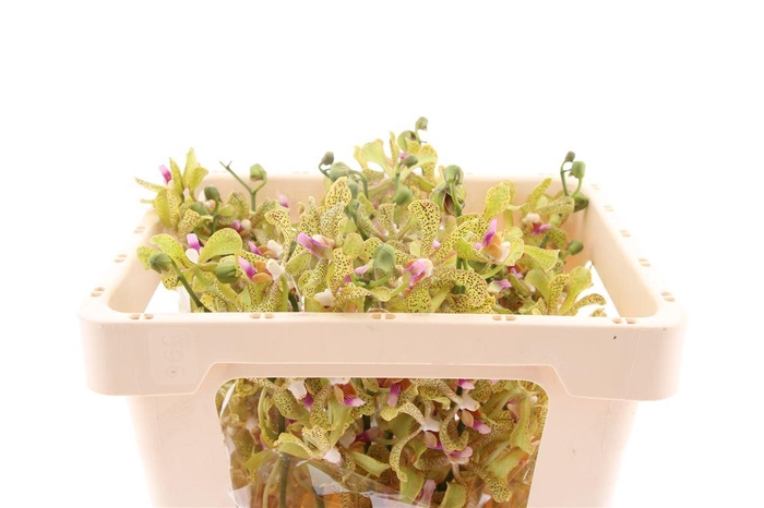 <h4>Mokara Galestine Green M</h4>