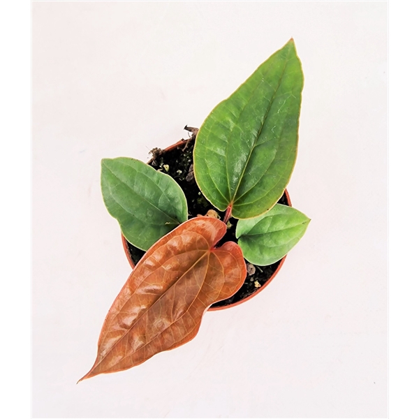<h4>Anthurium radicans x luxurians</h4>