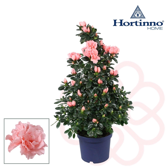 <h4>Hortinno® Home piramide 'Christine Matton' 65 cm</h4>