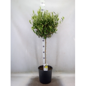 Olea europaea