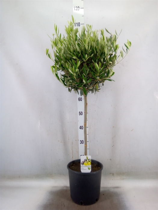 <h4>Olea europaea</h4>