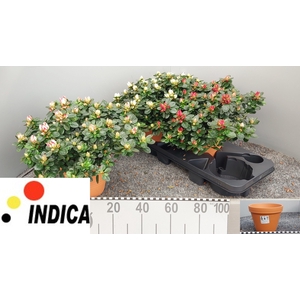 RHODO SI SACHSEN GEM