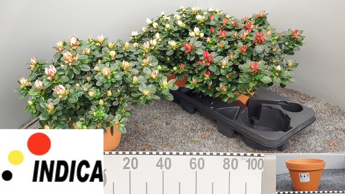 <h4>RHODO SI SACHSEN GEM</h4>