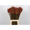 Kniphofia Alcazar