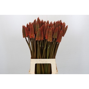 Kniphofia Alcazar