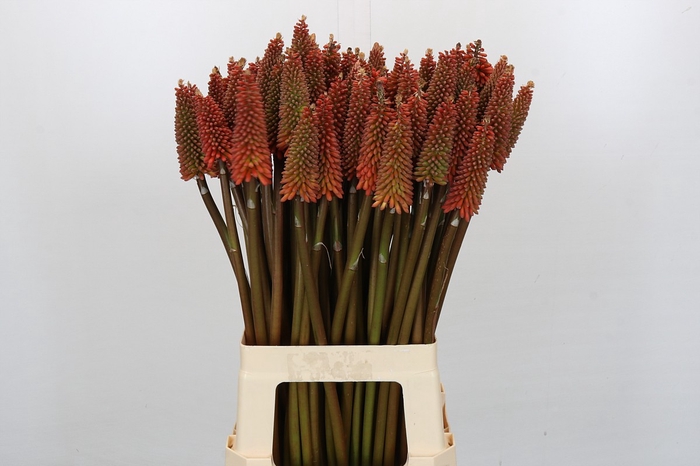 Kniphofia Alcazar