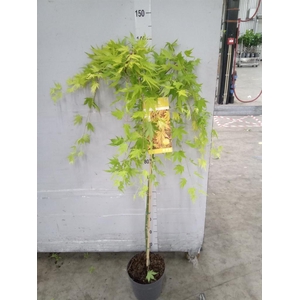 Acer palmatum