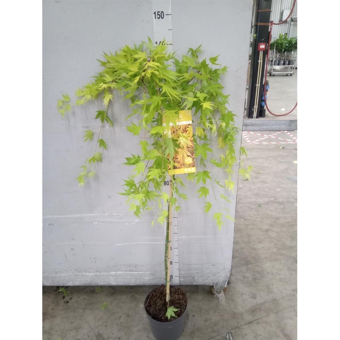 <h4>Acer palmatum</h4>