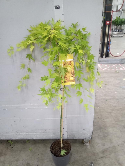 <h4>Acer palmatum</h4>