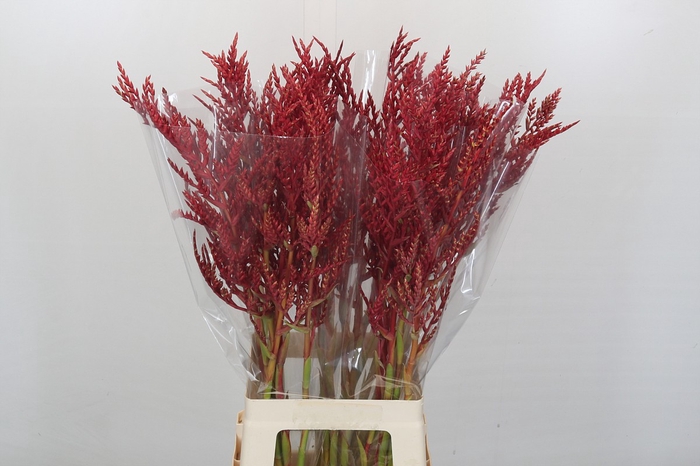 <h4>Bromelia Red Paloma</h4>