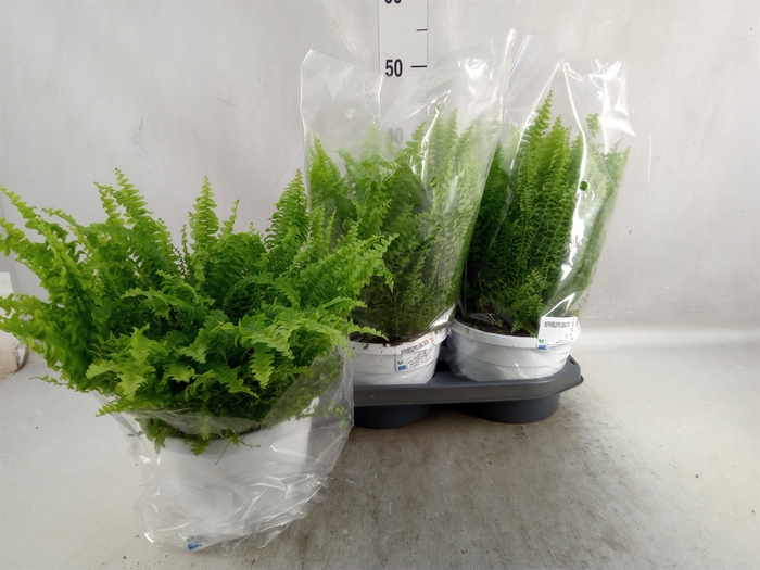 Nephrolepis exal. 'Green Lady'