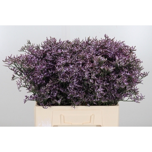 Limon Safora Lilac