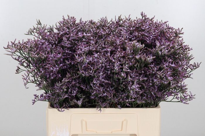 <h4>Limon Safora Lilac</h4>