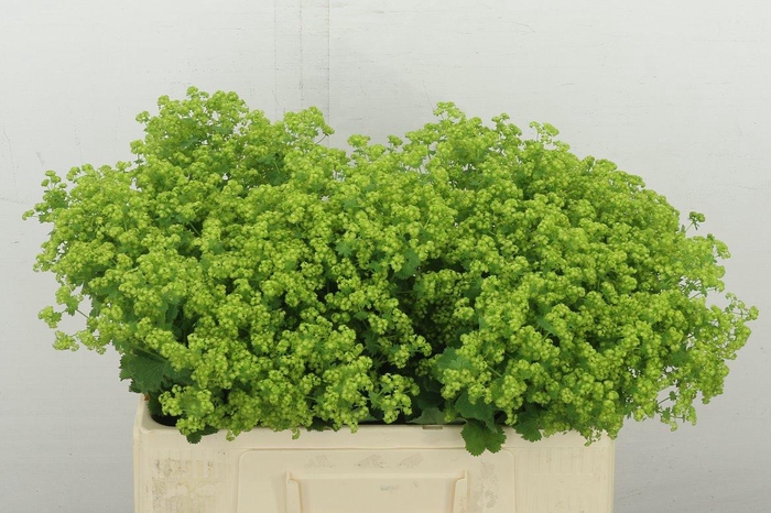 <h4>Alchem M Robustica</h4>