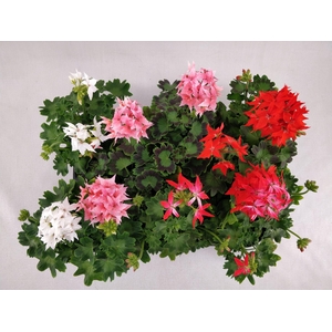 Pelargonium zona.   ...
