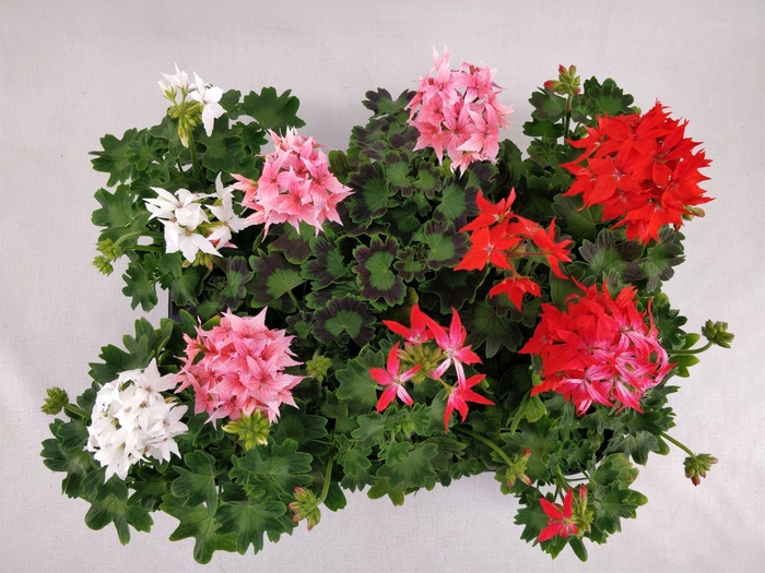 <h4>Pelargonium zona.   ...</h4>