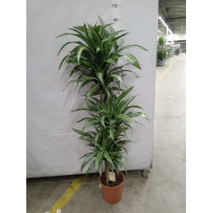 Dracaena fr de 'Ulises'
