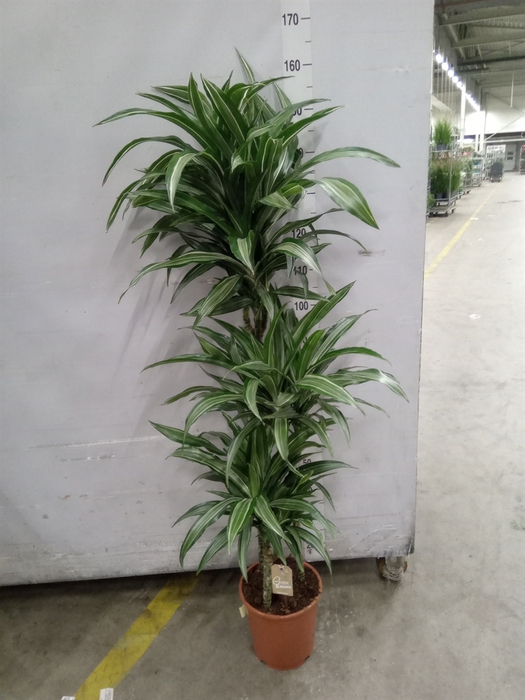 <h4>Dracaena fr de 'Ulises'</h4>