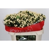 Hypericum Cool Romance Spray
